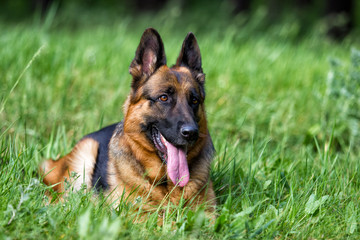 German shepherd dog in the grass