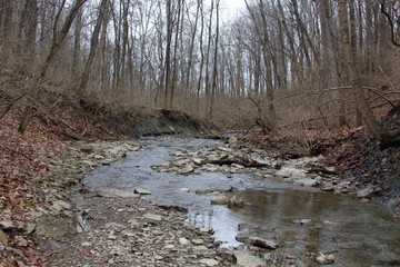 In the middle of the flowing creek in the forest.