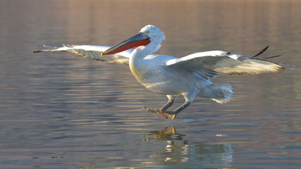 Dalmatian Pelican (Pelecanus crispus)