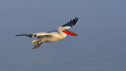 Dalmatian Pelican (Pelecanus crispus)