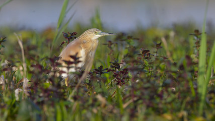 Squacco Heron (Ardeola ralloides)