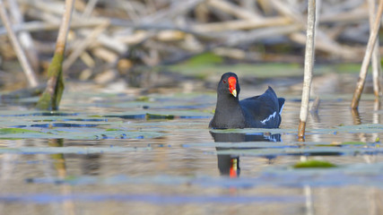 Common Moorhen on Water