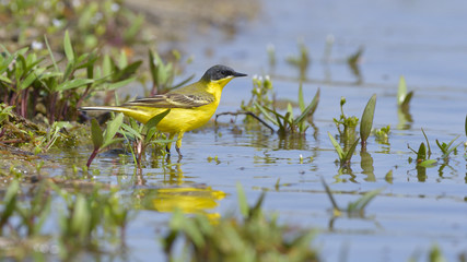 Western Yellow Wagtail (Motacilla flava)