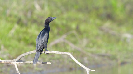 Pygmy cormorant (Microcarbo pygmeus)