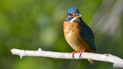 Common Kingfisher (Alcedo athis)