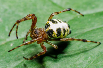 Wonderful and mysterious macro world