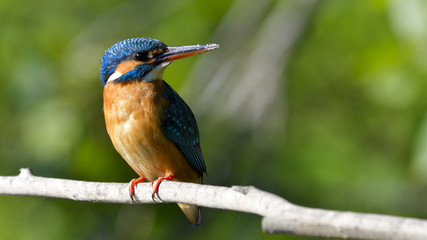 Common Kingfisher (Alcedo athis)