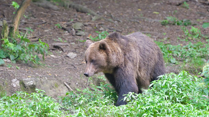 Wild Brown Bear from Carpathian Mountains