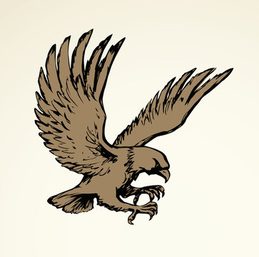 Eagle. Vector drawing