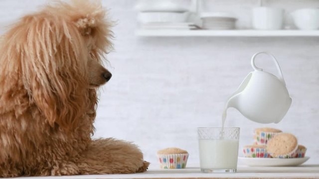 Cinemagraph -  Dog looking on the milk. Milk pouring into glass. Motion Photo.