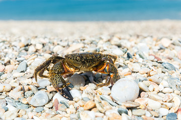 Crab came out to bask on a summer warm beach