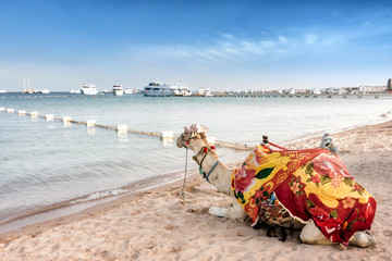 Proud camel resting on the Egyptian beach. Camelus dromedarius.