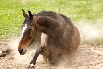 Fototapeta premium Pferd genießt Sand