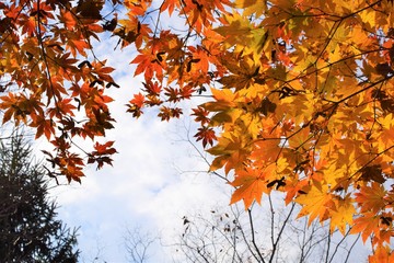 Maple leaves with sky in autumn