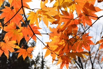 Maple leaves with sky in the afternoon