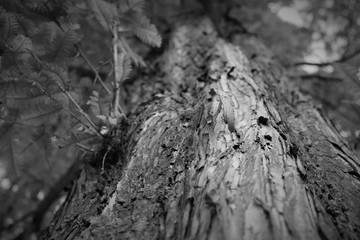 Surface of tree