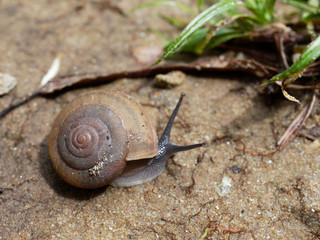Brown snail, which its slime is used to make facial mask, with spiral shell crawl in the garden on the soil to grass show concepts of calm, relaxation, slow, or lazy