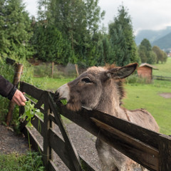 Human feeding a happy donkey outdoor