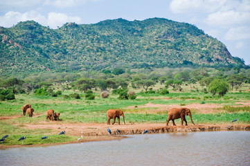 Fototapeta na wymiar Huge male African elephant