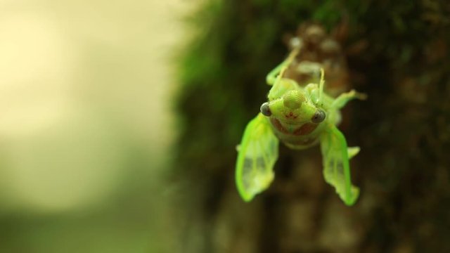 larva of  newborn cicada on  tree trunk