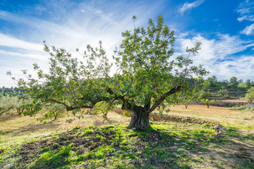 The olive tree in sunny day