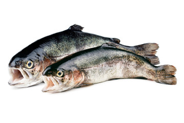 Two fresh trout fish isolated on white background.