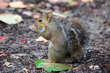 Grauhörnchen in Florida