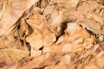 Dried tobacco leaves with fine visible structure details Abstract textured background Close up . Solonaceae, Nicotiana tabacum