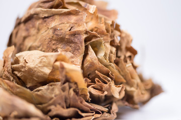 Dried tobacco leaves with fine visible structure details Abstract textured background Close up . Solonaceae, Nicotiana tabacum