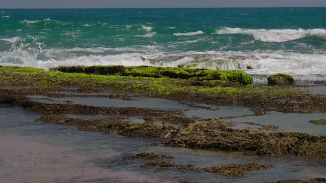 White erget walks along the reef among sea foam and waves