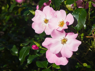 Flowers of pink rose in garden on a bush, close-up, selective focus, shallow DOF