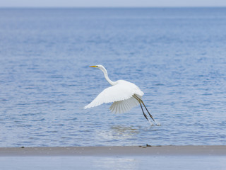 Great white heron or Great egret, Ardea alba, taking off at sea shore with bokeh background, selective focus, shallow DOF