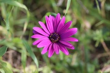 Obraz premium flower