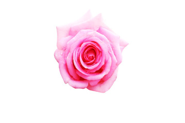 Pink rose with water drops isolated on white background 