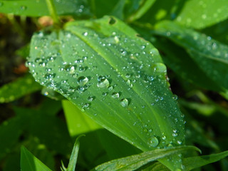 Зельоный листочек после дождя с краплями воды.