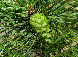 Зеленая шишка сосны. © jaroslav36
