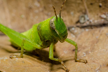 Wonderful and mysterious macro world