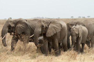 Gruppe Elefanten