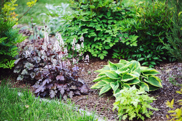 red heuchera planted in combination with hostas and astilbes in summer garden