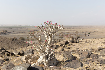 Baumblüte Landschaft Tansania