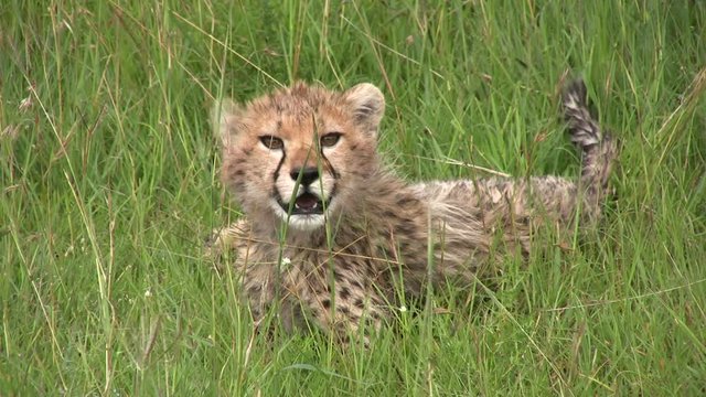 A cheetah cub standing alone in tall grass.