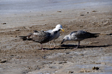 Heringsmöve mit Jungvögeln am Strand