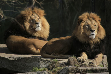 Obraz premium Zwei Löwen Männchen (Panthera leo)