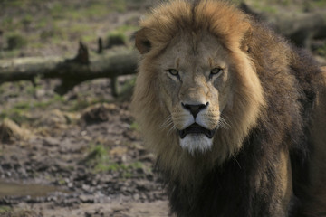 Löwe Portrait (Panthera leo)