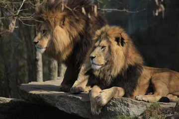 Zwei Löwen Männchen (Panthera leo)  