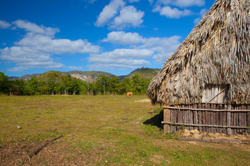 Fototapeta na wymiar Typical barn on tobacco plantations