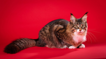 Fototapeta na wymiar Big cat maine coon Pet. home coziness and tranquility concept.
