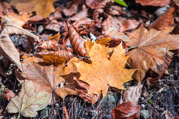 Abstract autumn forest blur background.NEF