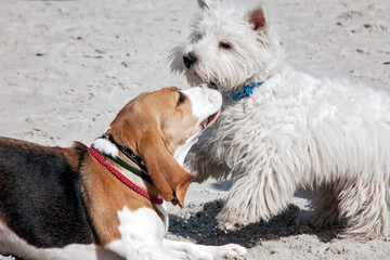 Dog beagle breeds having fun on the sand of the seashore.