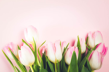 Pink fresh tulips